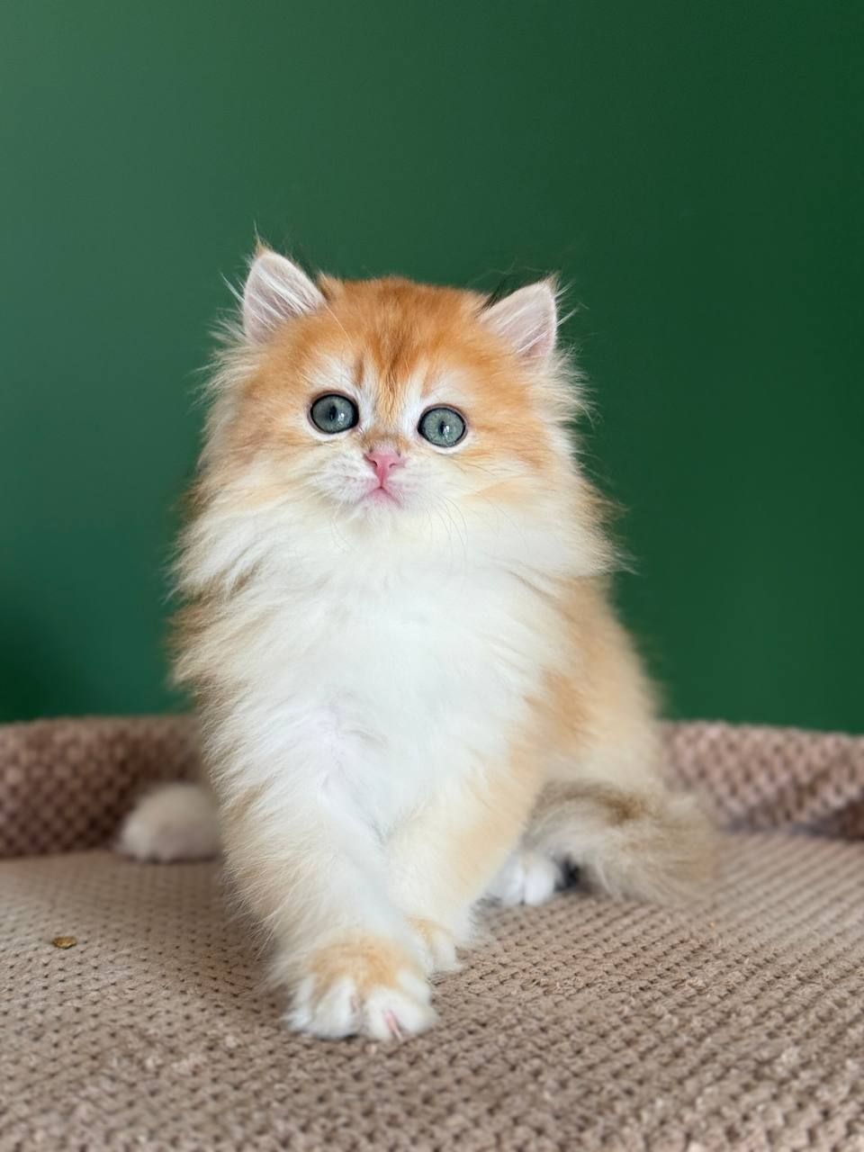 Британские котята золотая шиншилла