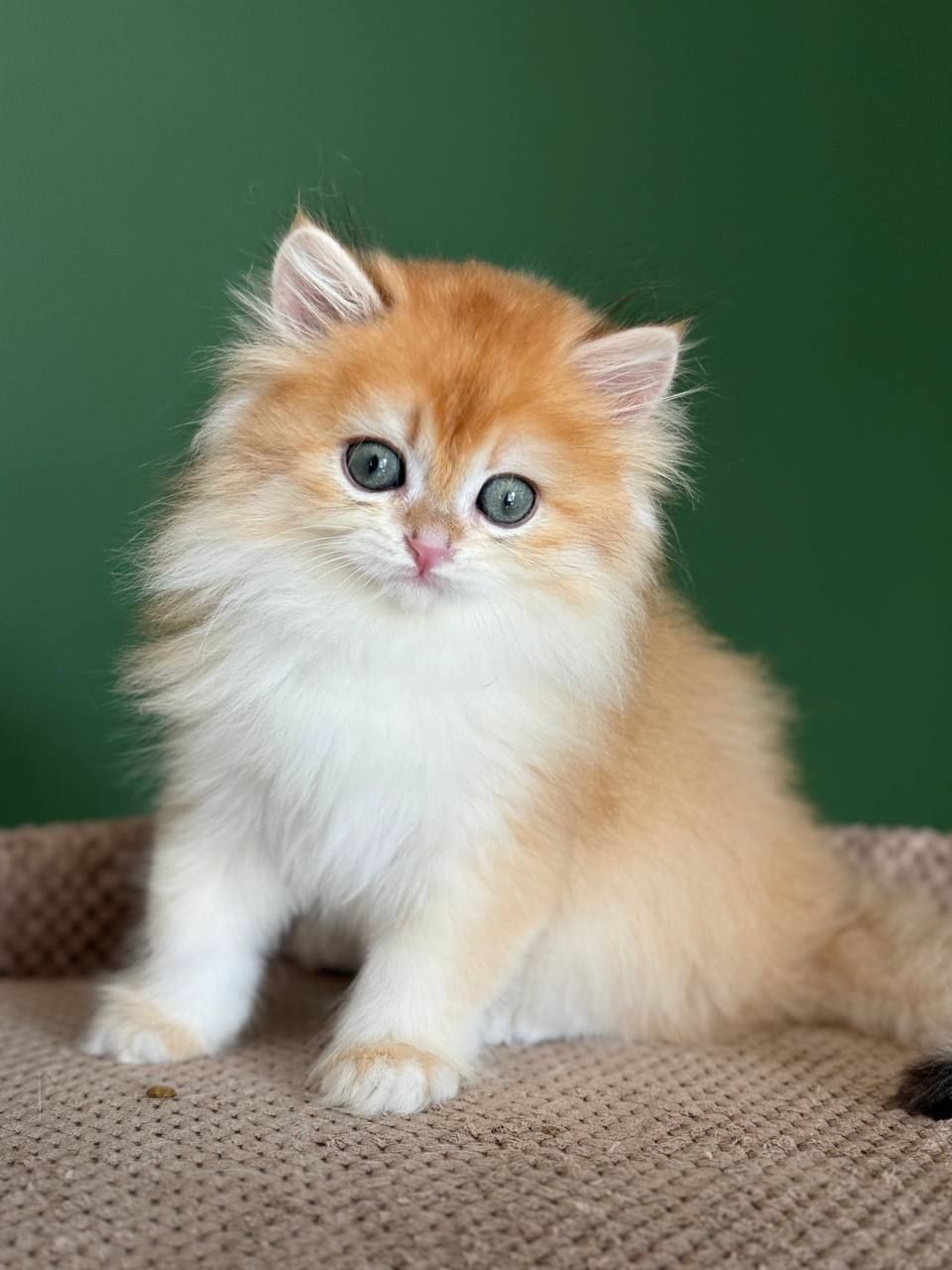 Британские котята золотая шиншилла