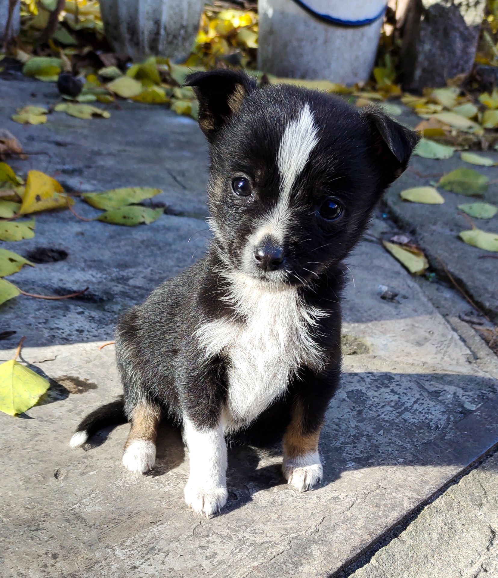 Терміново! Собаченята песики чорненькі 2 місяці