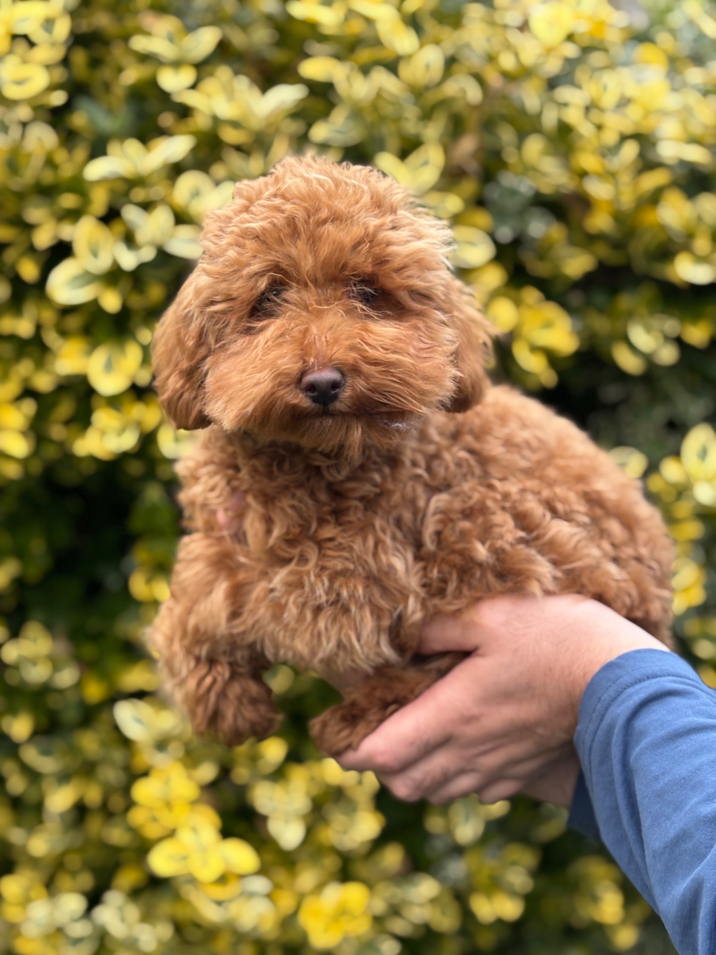 Хлопчик мініатюра