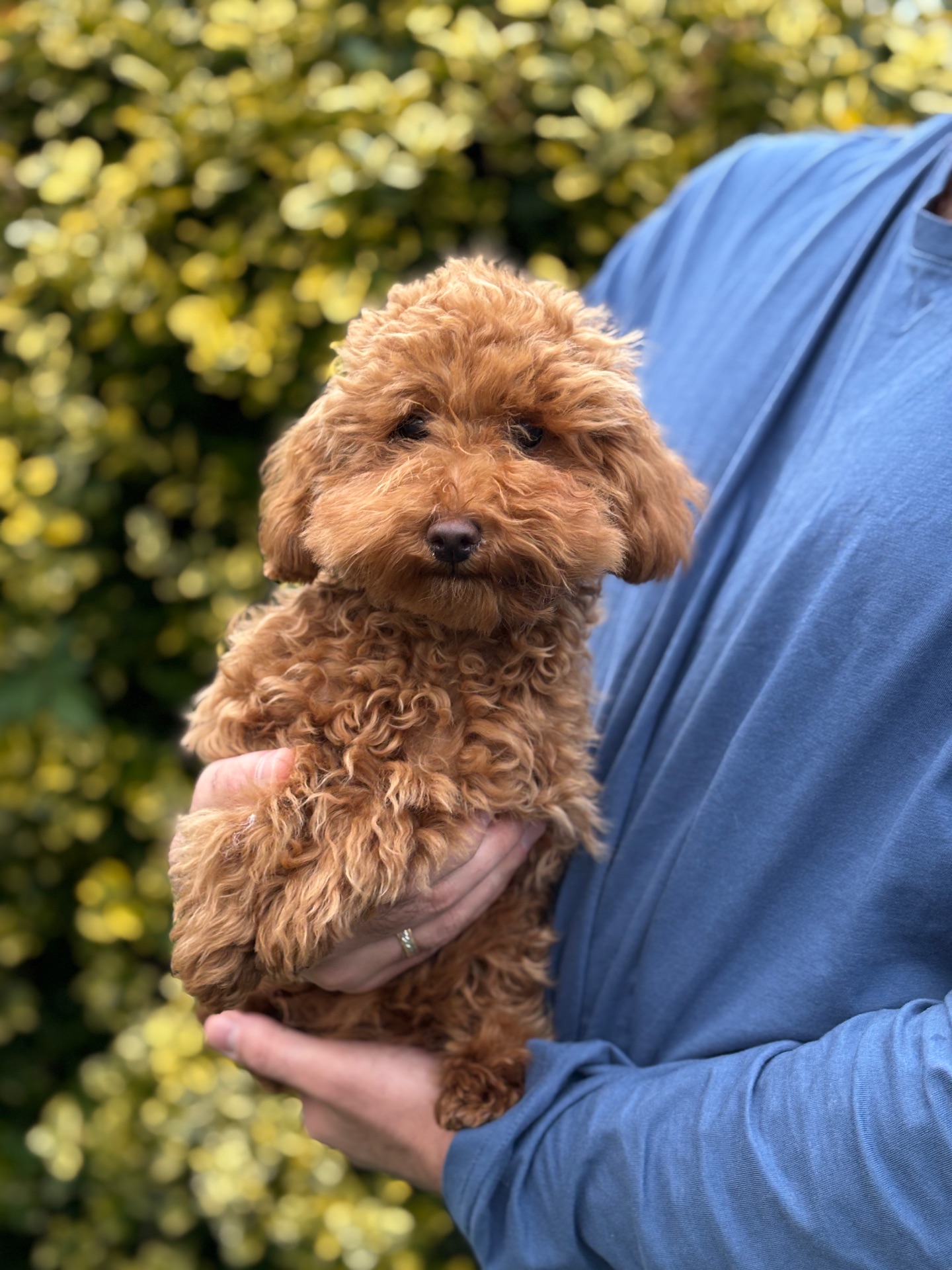 Хлопчик мініатюра