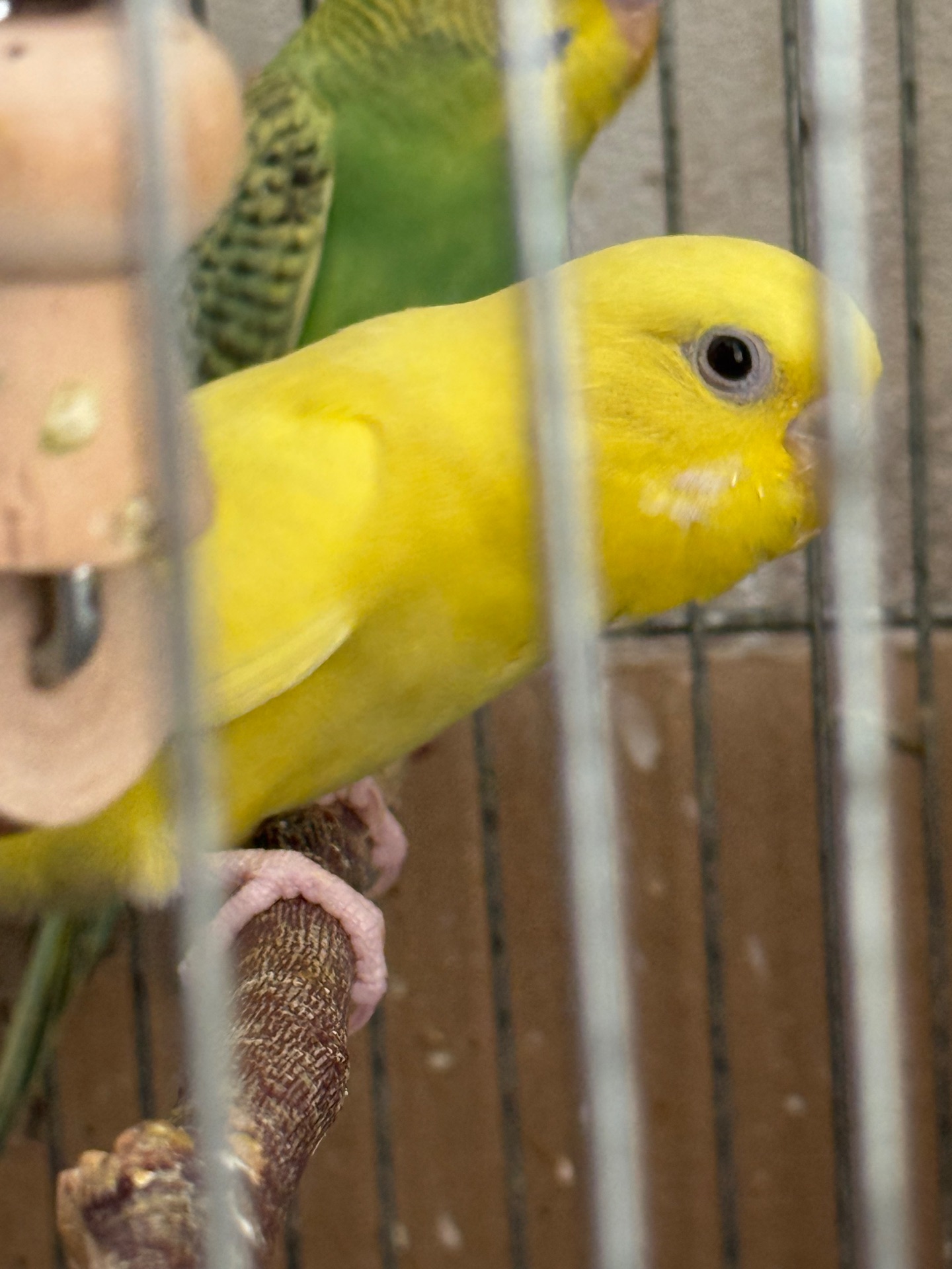 Продам хвилястих папуг 98 квартал є самці та самки