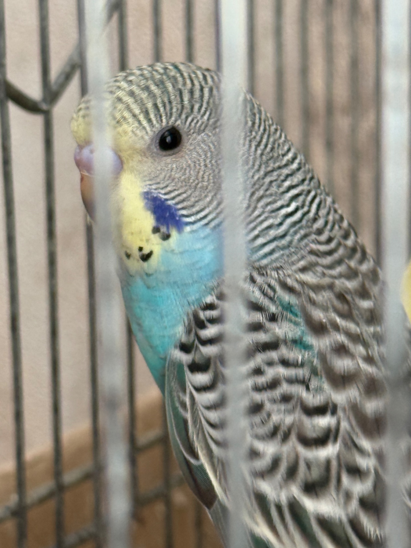 Продам хвилястих папуг 98 квартал є самці та самки