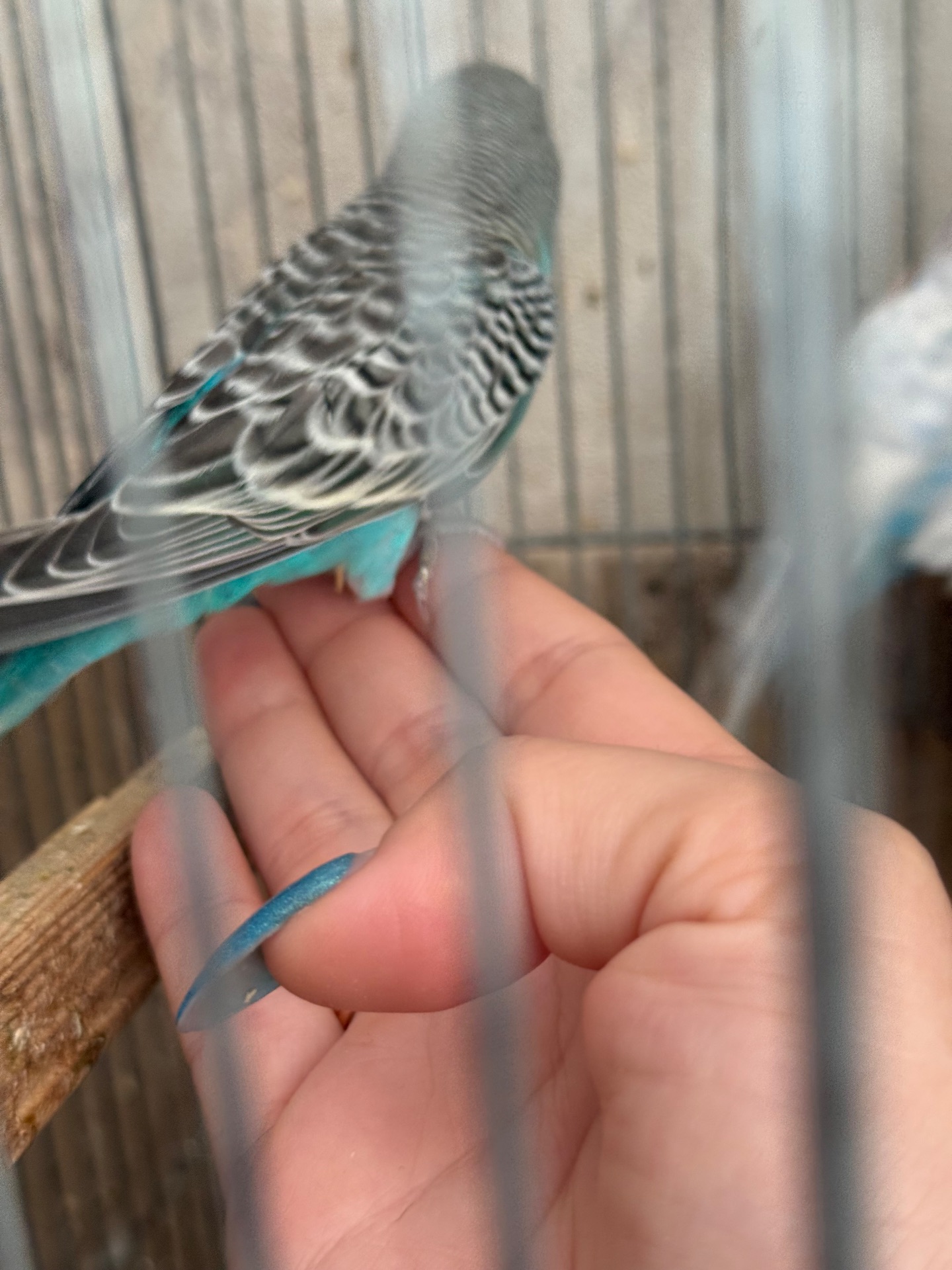 Продам хвилястих папуг 98 квартал є самці та самки