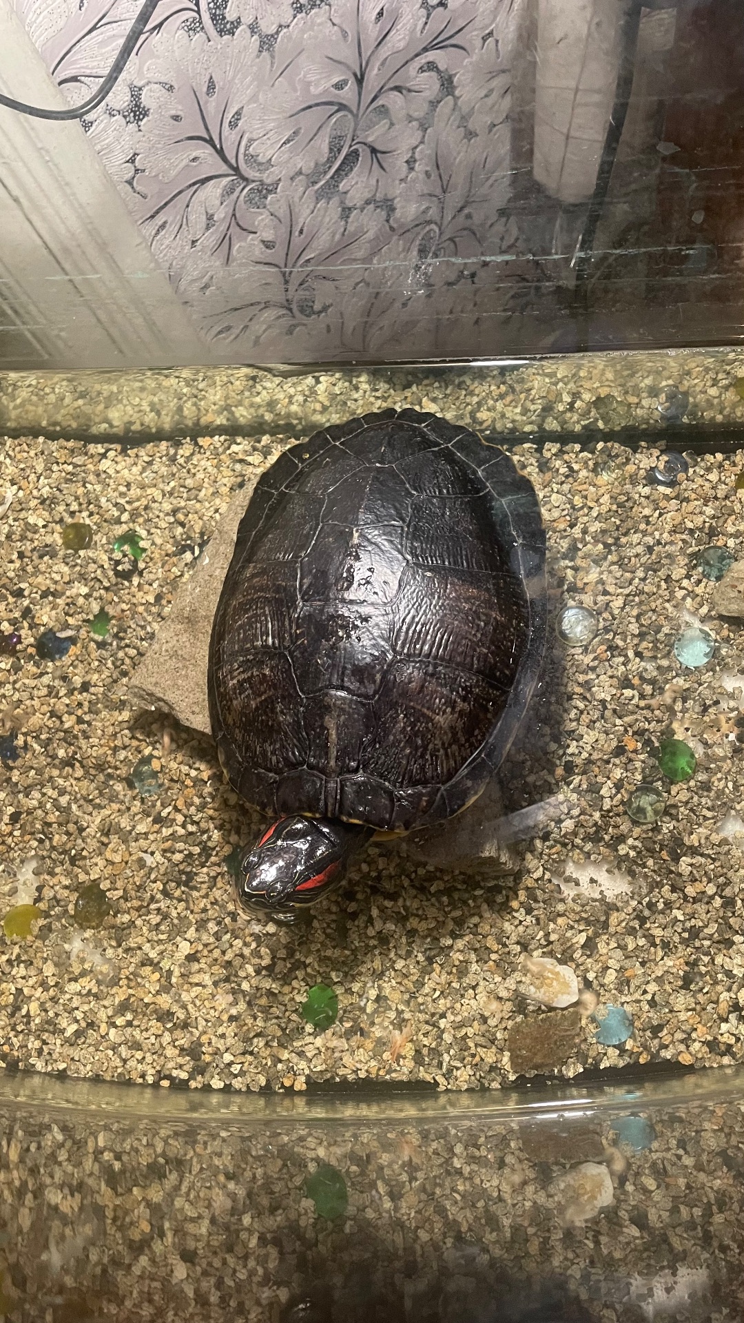 Красновухая черепаха