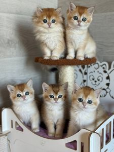 Британские котята золотая шиншилла