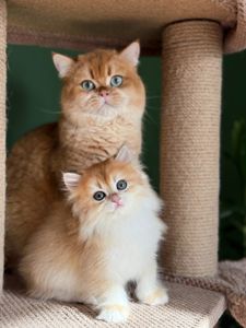 Британские котята золотая шиншилла