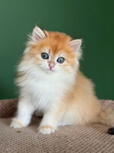 Британские котята золотая шиншилла