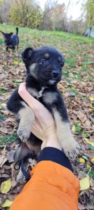 Собаченята песики чорненькі 2 місяці