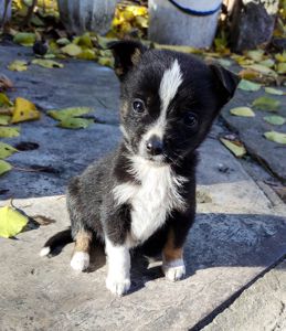 Собаченята песики чорненькі 2 місяці