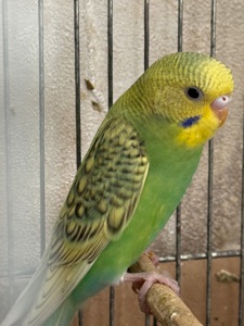 Продам хвилястих папуг 98 квартал є самці та самки