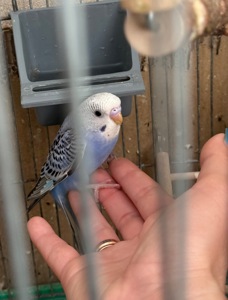 Продам хвилястих папуг 98 квартал є самці та самки