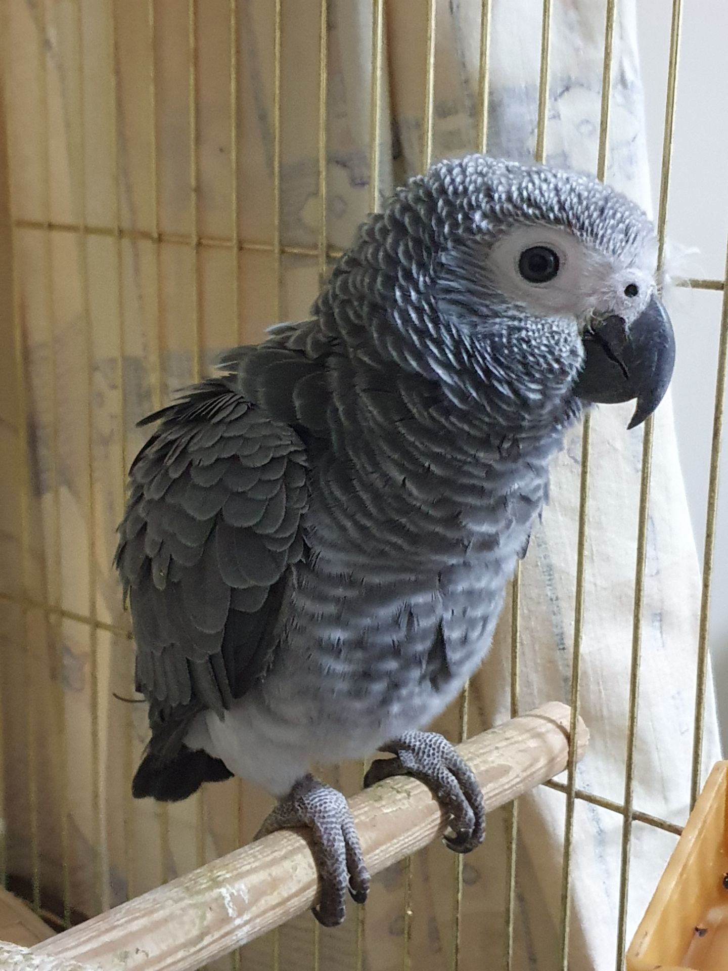 Чевонохвостий