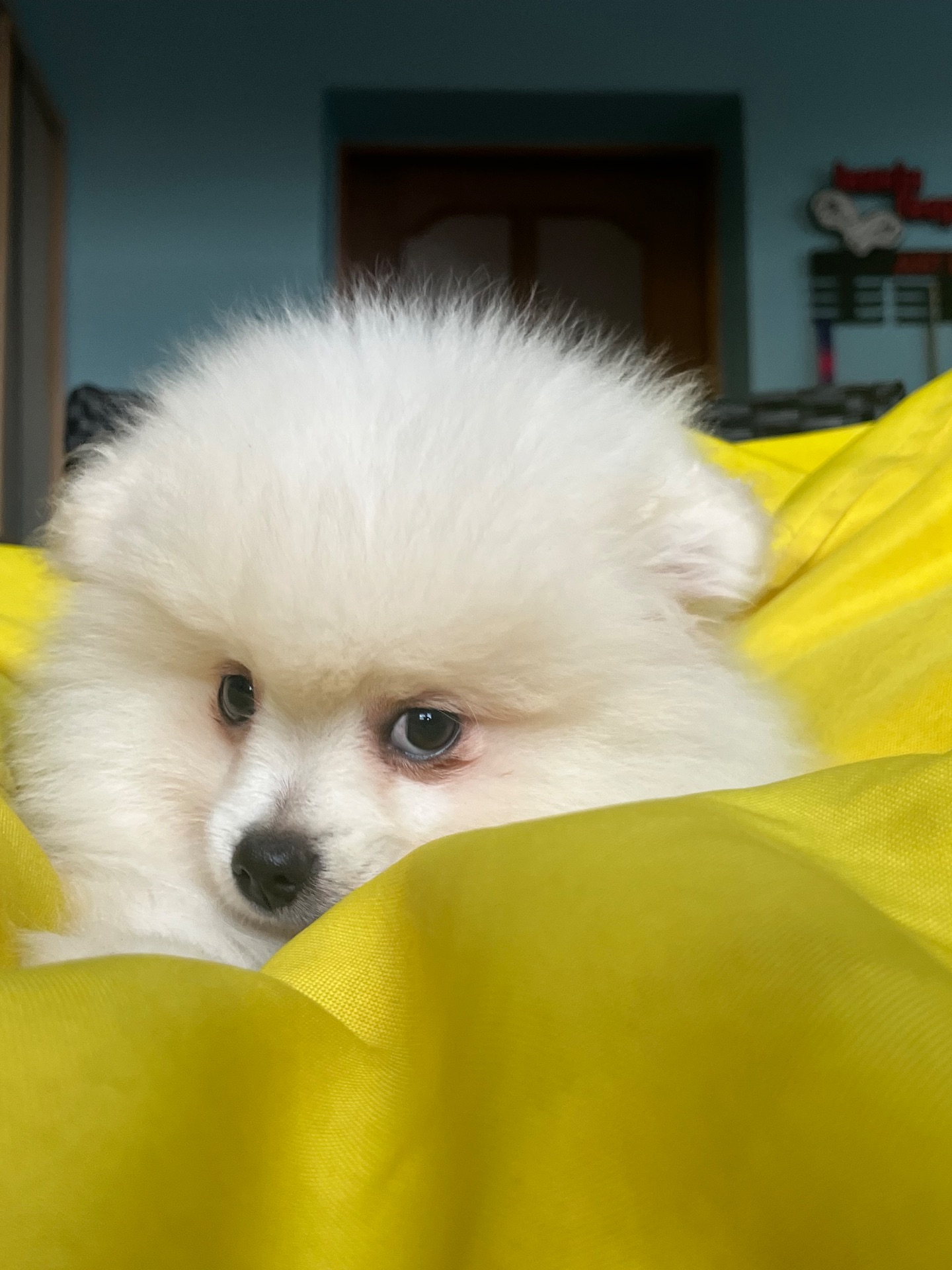 Породний хлопчик шукає родину