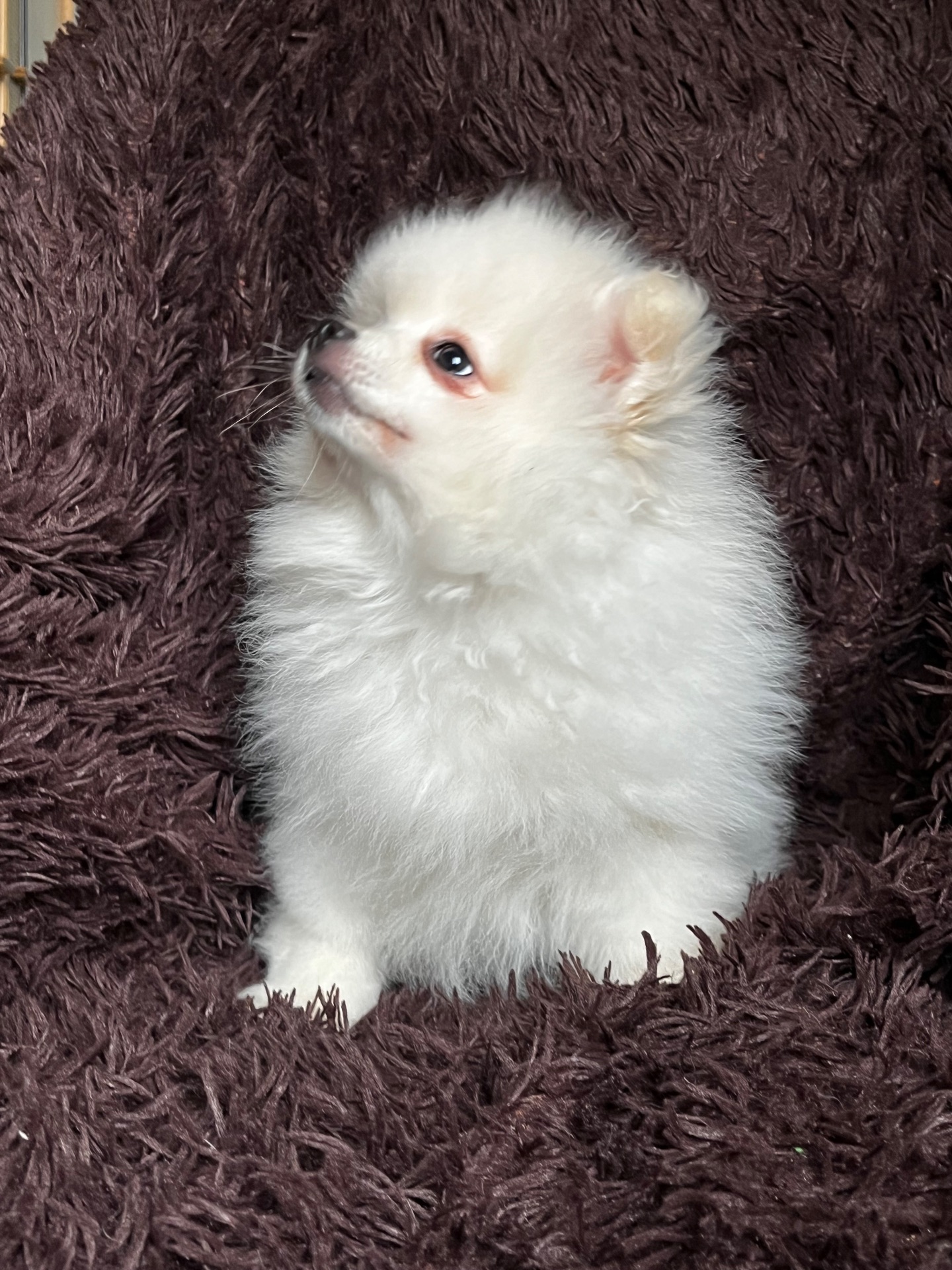 Породний хлопчик шукає родину