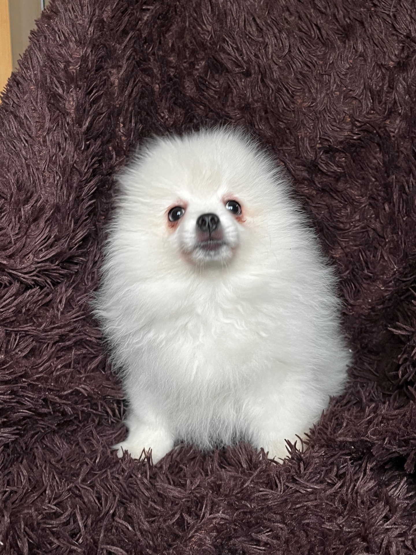 Породний хлопчик шукає родину