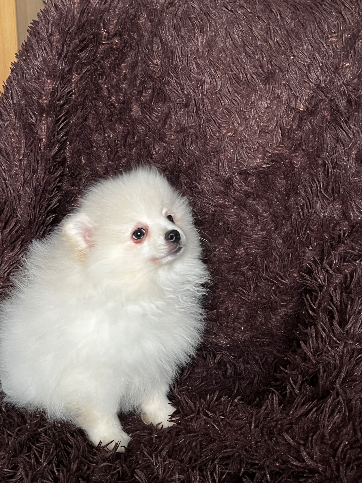 Породний хлопчик шукає родину