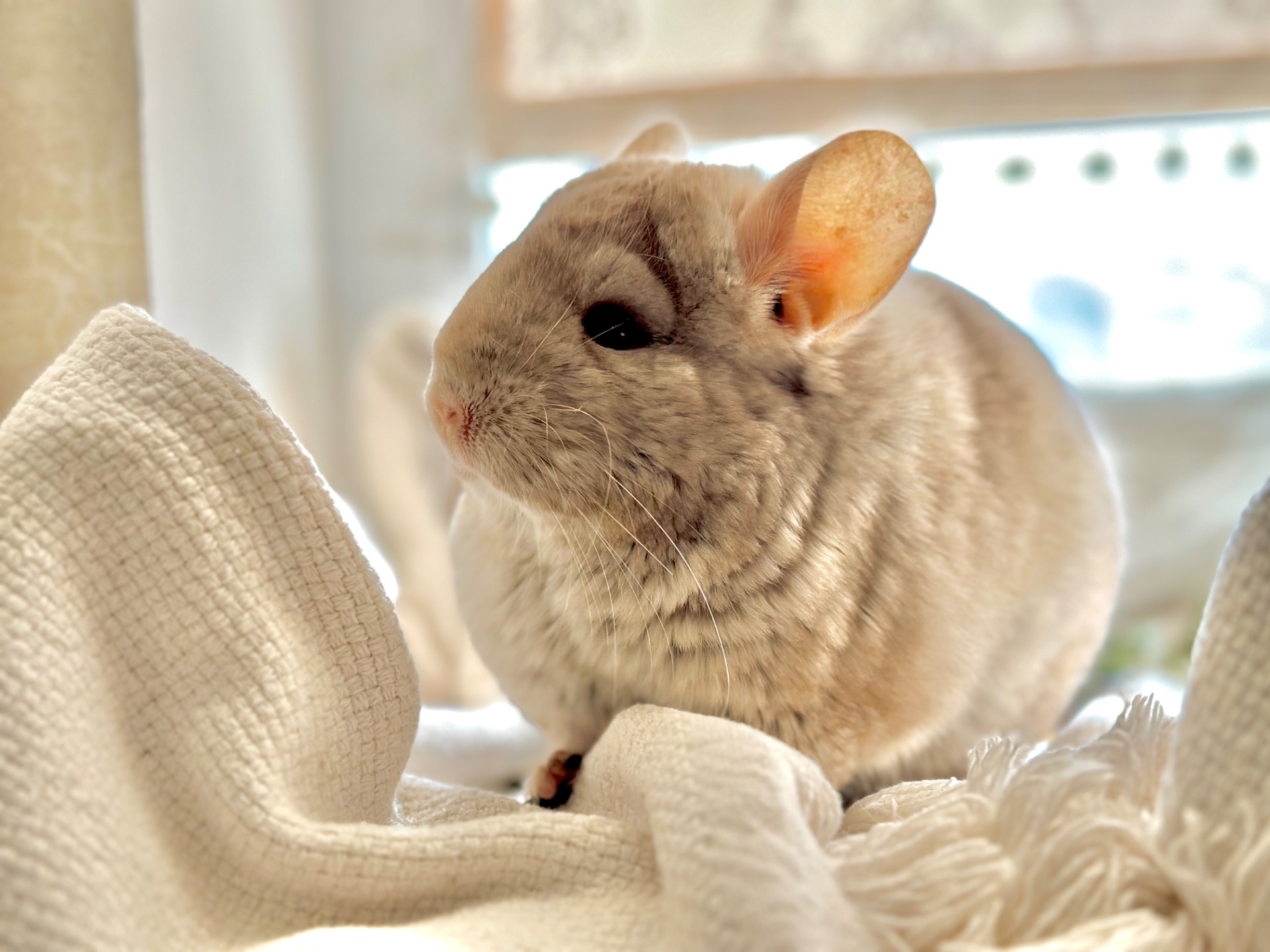 Маленька дівчинка шиншила