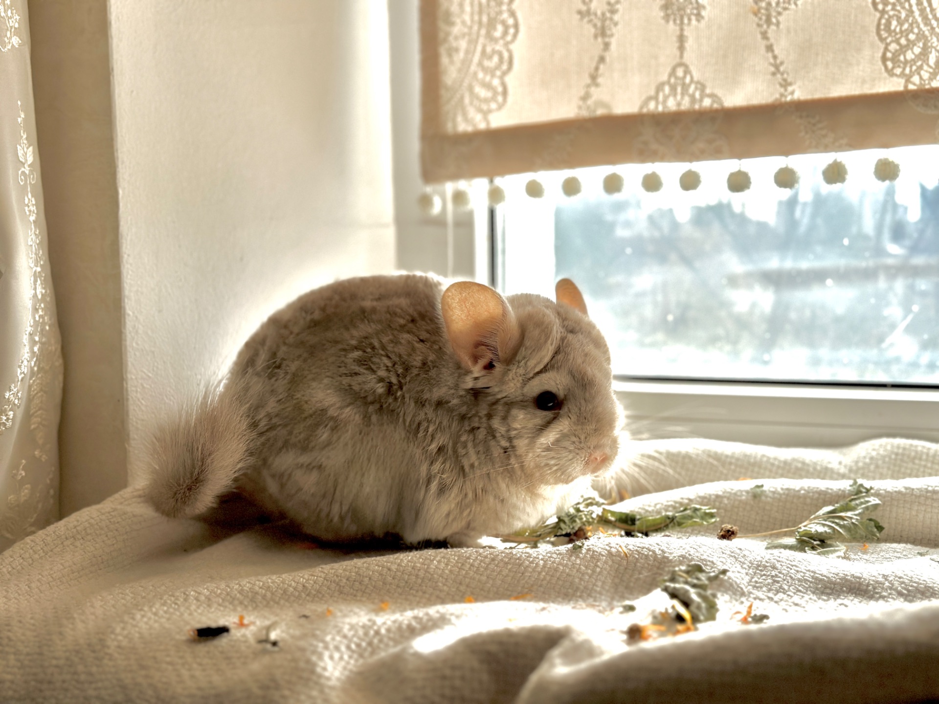 Маленька дівчинка шиншила