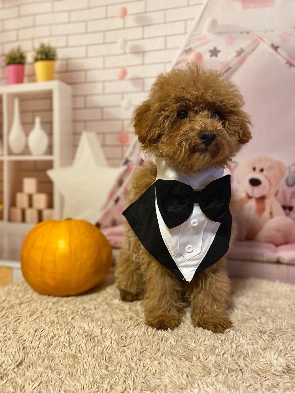 Два чудових братика мальтіпу! Мальтипу