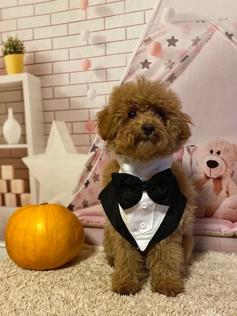 Два чудових братика мальтіпу! Мальтипу