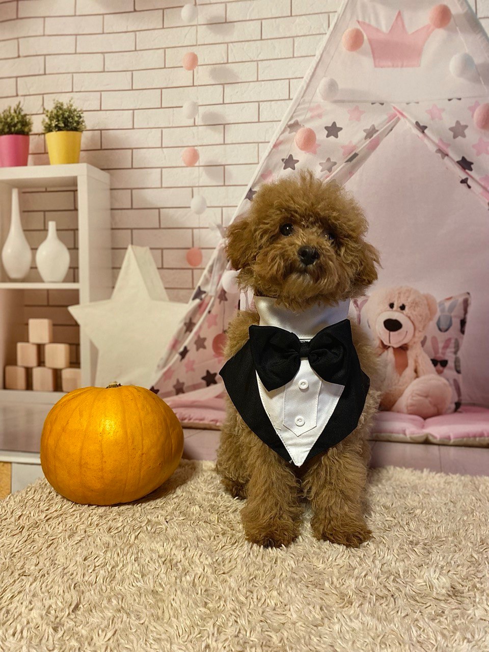 Два чудових братика мальтіпу! Мальтипу