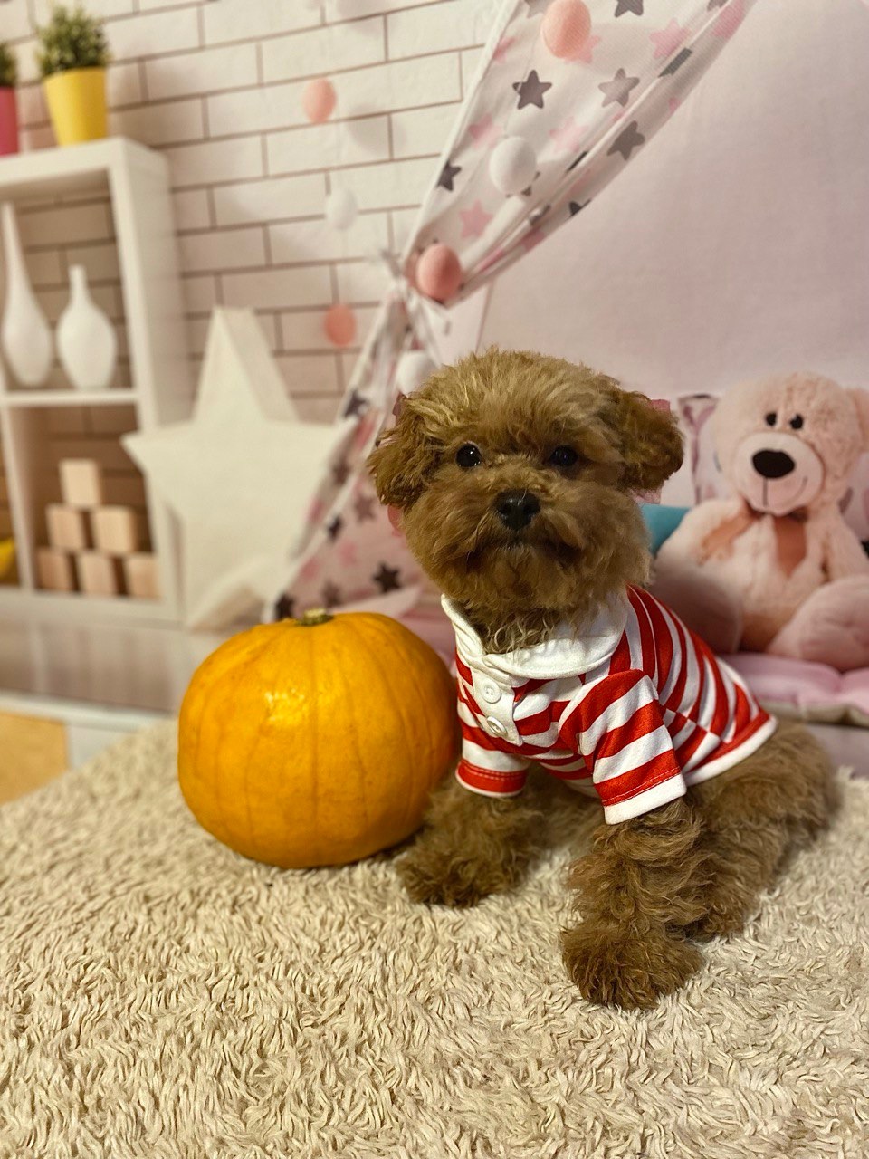 Два чудових братика мальтіпу! Мальтипу