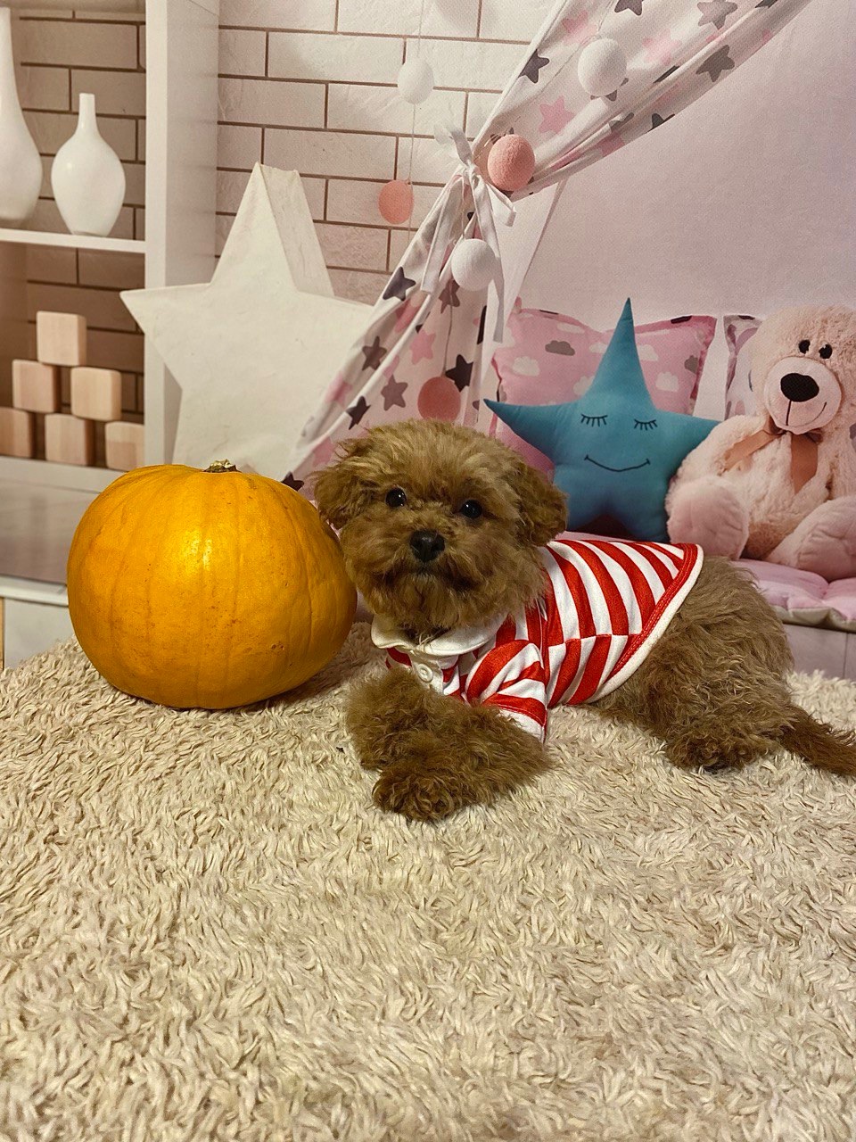 Два чудових братика мальтіпу! Мальтипу