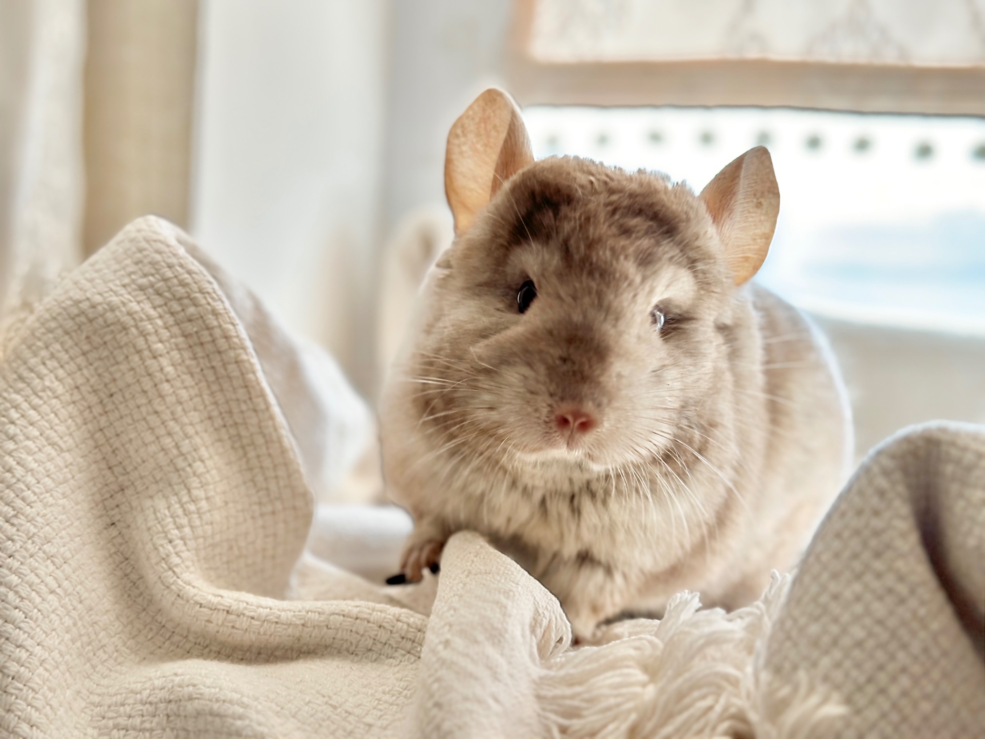 Маленька дівчинка шиншила