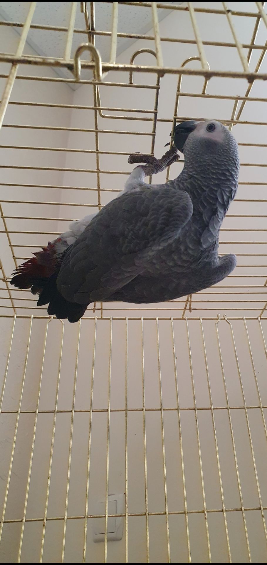 Чевонохвостий