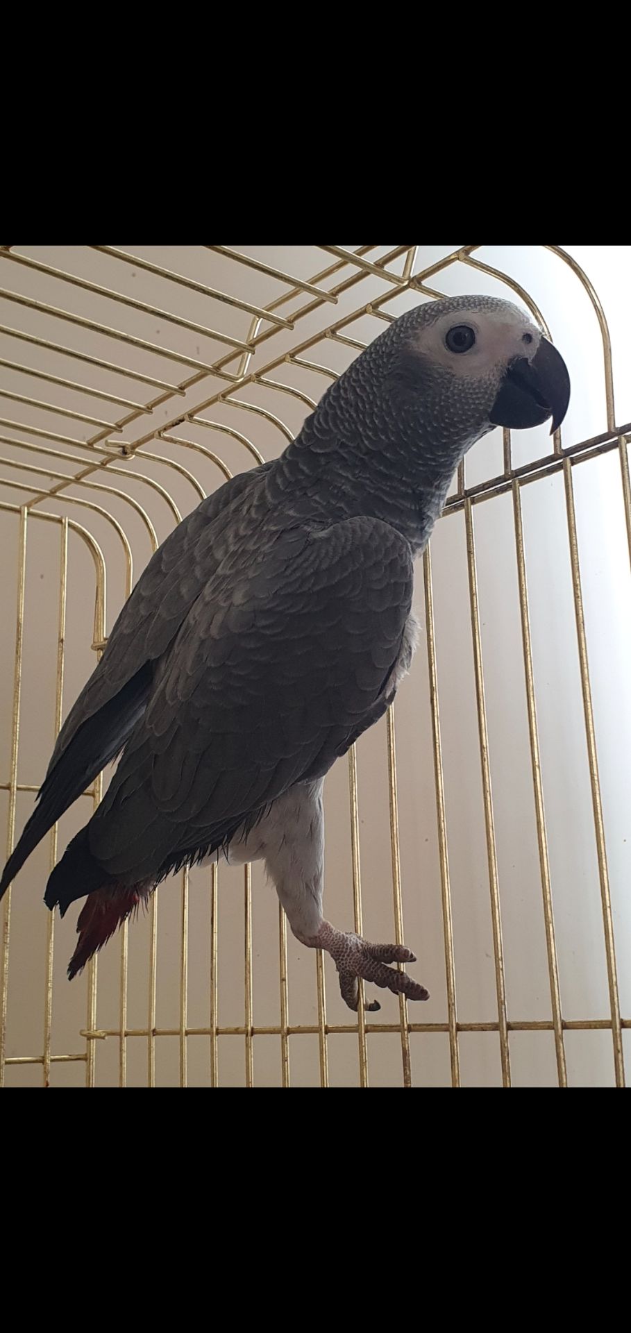 Чевонохвостий