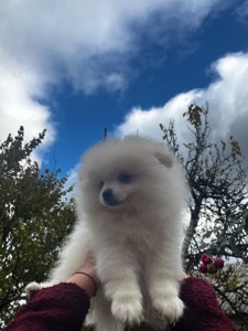 Породний хлопчик шукає родину