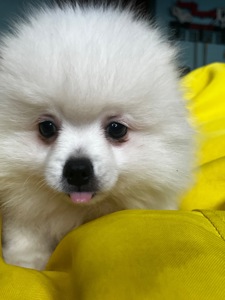 Породний хлопчик шукає родину