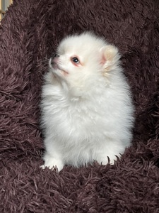 Породний хлопчик шукає родину