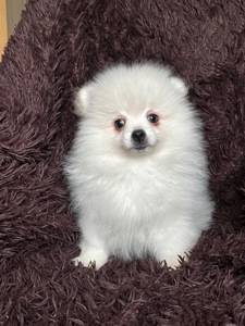 Породний хлопчик шукає родину