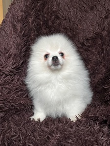 Породний хлопчик шукає родину