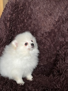 Породний хлопчик шукає родину