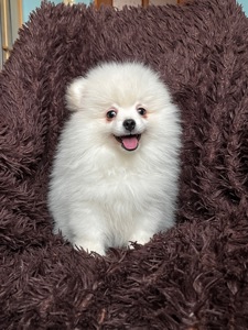 Породний хлопчик шукає родину