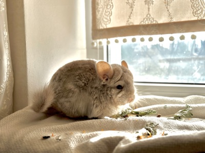 Маленька дівчинка шиншила