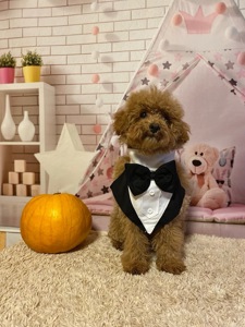 Два чудових братика мальтіпу! Мальтипу