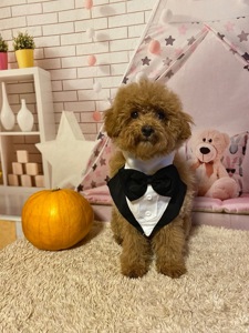 Два чудових братика мальтіпу! Мальтипу