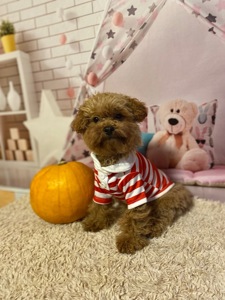 Два чудових братика мальтіпу! Мальтипу