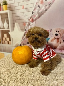 Два чудових братика мальтіпу! Мальтипу