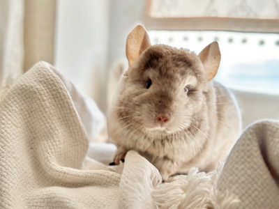 Маленька дівчинка шиншила