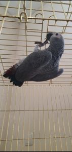 Чевонохвостий