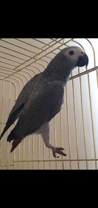 Чевонохвостий