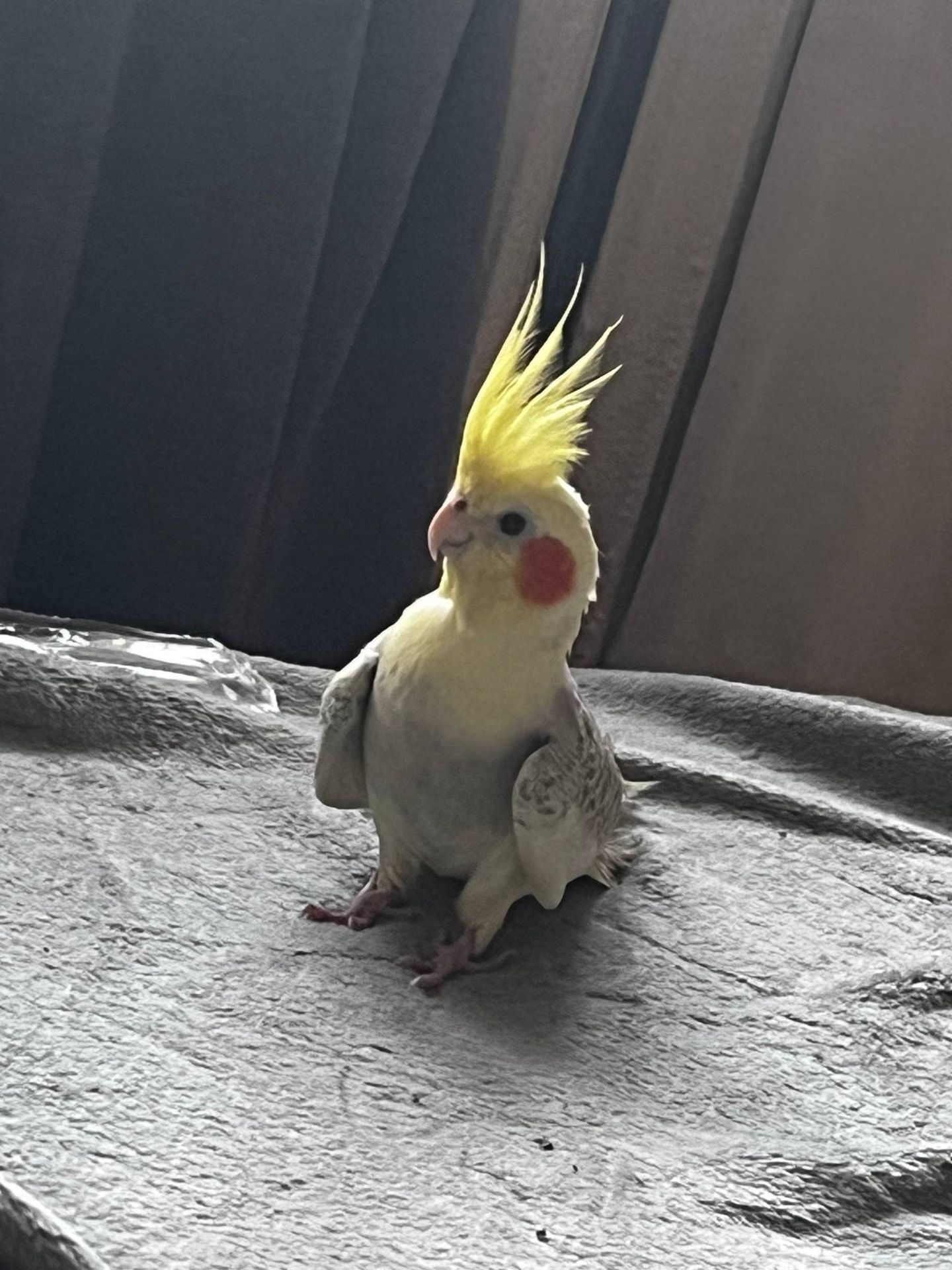 Корелла девочка