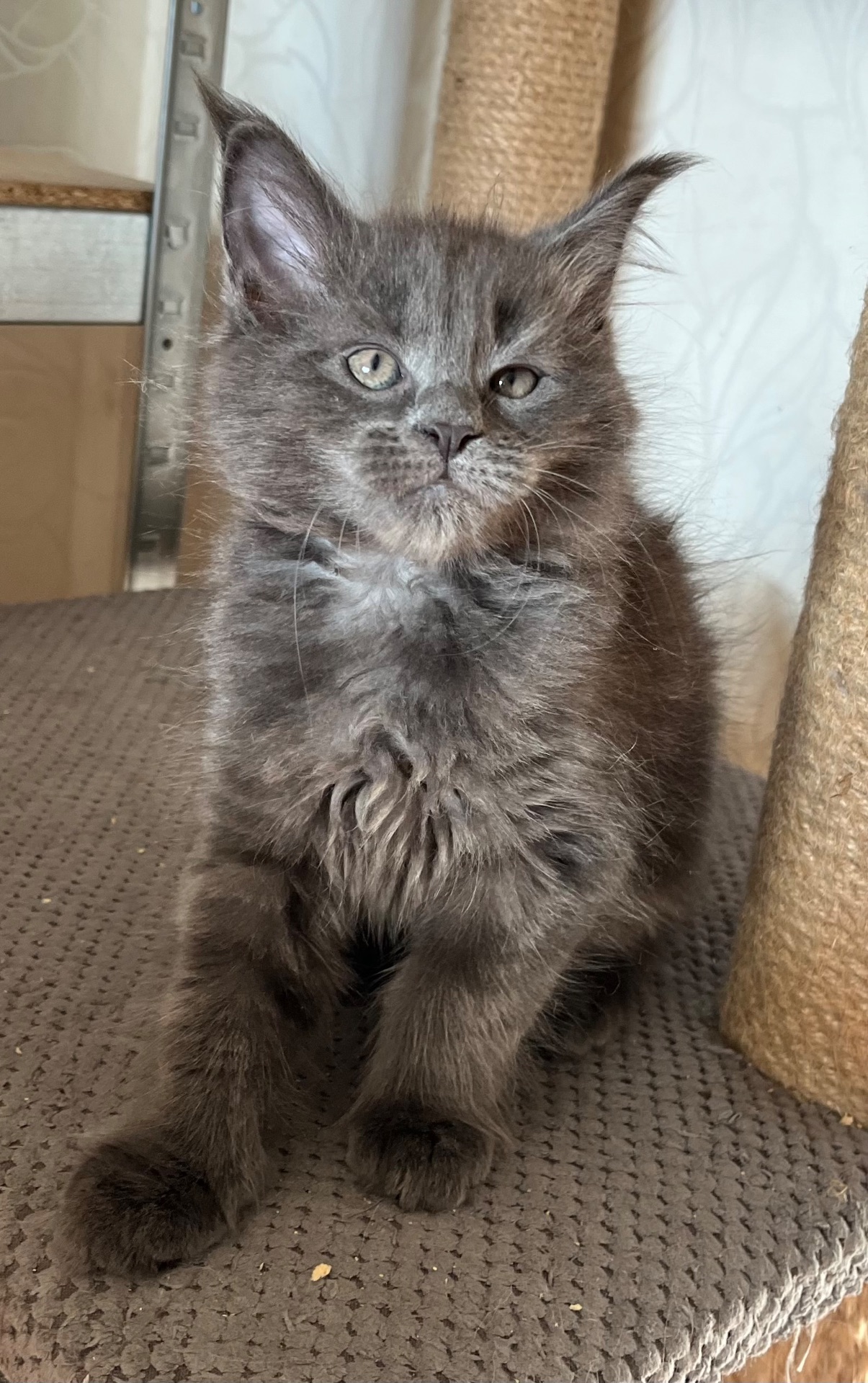 Кошеня Мейн-кун дівчинка