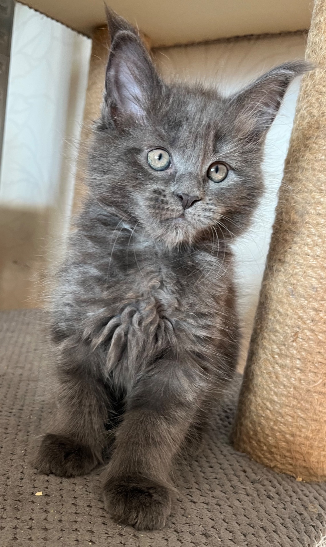 Кошеня Мейн-кун дівчинка