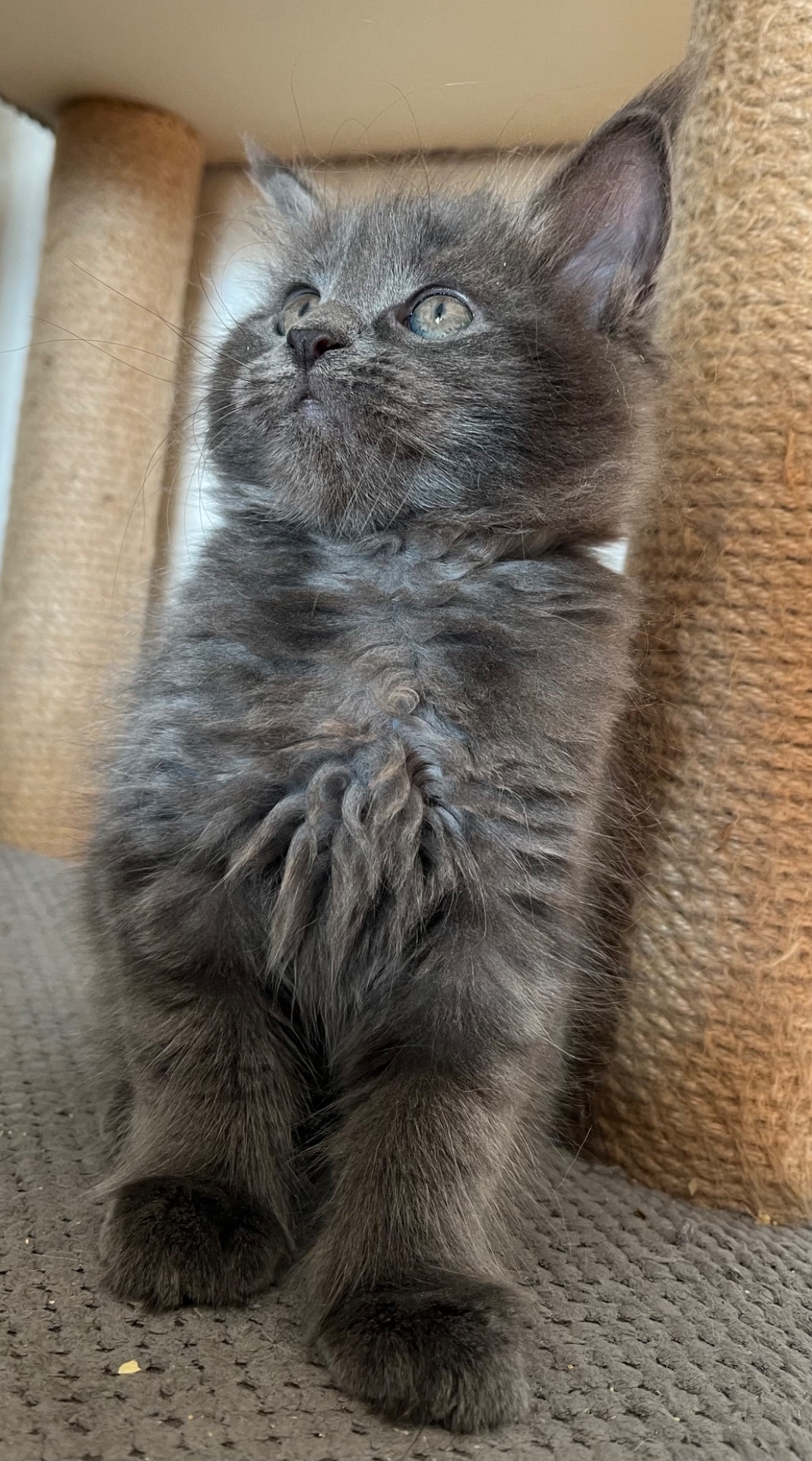 Кошеня Мейн-кун дівчинка